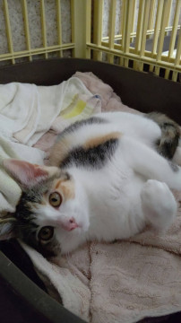 三毛らしい性格の3ヶ月のあおいちゃん