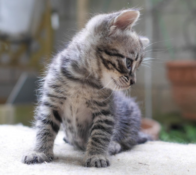 キジトラの子猫(姉妹)