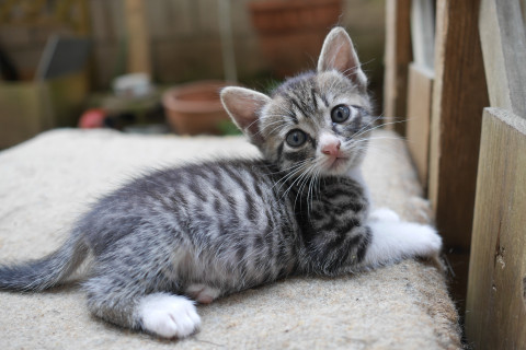 キジシロの子猫