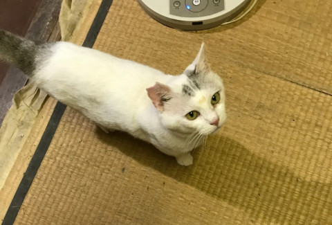シャム系の成猫男子
