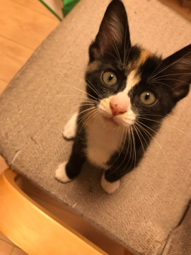 肩のりやお膝の上が大好きな甘えん坊♡