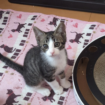 白いソックス履いたキジ白の男の子