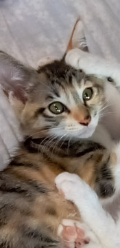 超絶かわいいシマ三毛ちゃん