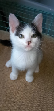 人馴れバッチリ白三毛ちゃん
