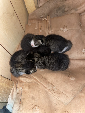 子猫4匹