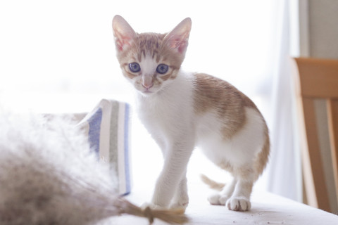 【譲渡決定】2匹目の猫ちゃんにぜひ♪