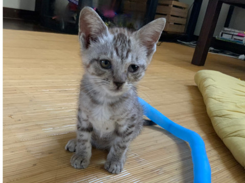 大人しくてかわいい子猫を保護しました