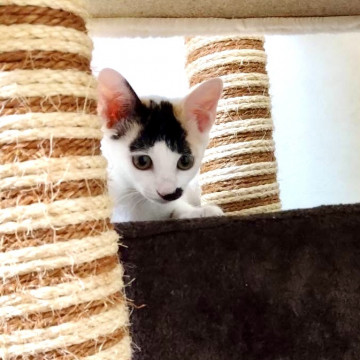 可愛いポイントいっぱいアクビちゃん