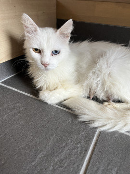 5匹の子猫のオッドアイの母猫