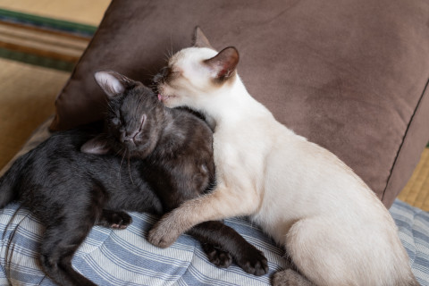 (トライアル中)子猫の里親様探しています