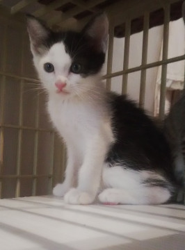 多頭飼育から保護したかわいい子