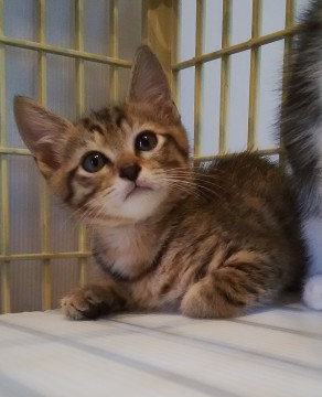 多頭飼育から保護したかわいい子