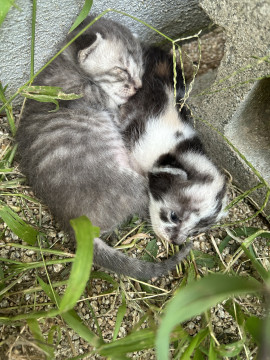 こねこ 2匹
