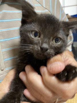 ひとなればっちり♡黒猫しゅう