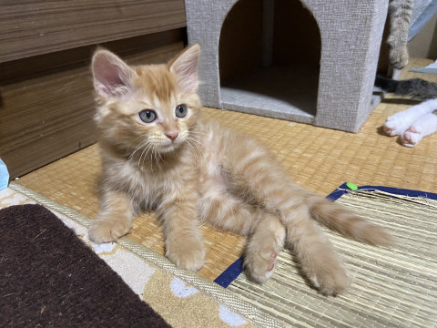 じゃれねこチャンとイチョウの葉　ヘアクリップ　トラネコ じゃれねこチャンとイチョウの葉ヘアクリップトラネコ