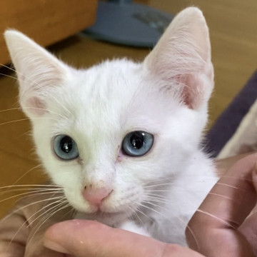 白猫 ブルーアイ メス