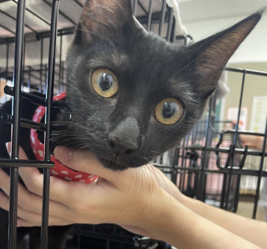 懐こくて、ゴロゴロ黒猫女子⭐️