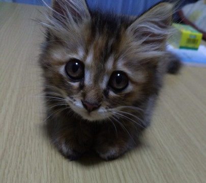 長毛ふわふわの美猫ちゃん