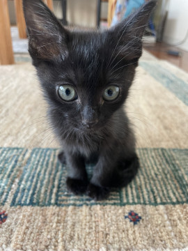 おてんばで人懐こい黒猫ちゃん