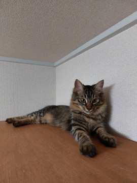 キジトラで長毛が魅力
