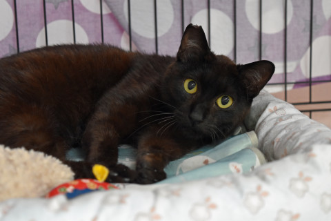 甘えん坊の黒猫君
