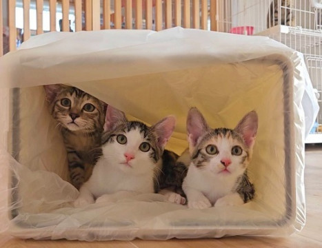 【動画】保護施設で生まれた3か月の子猫