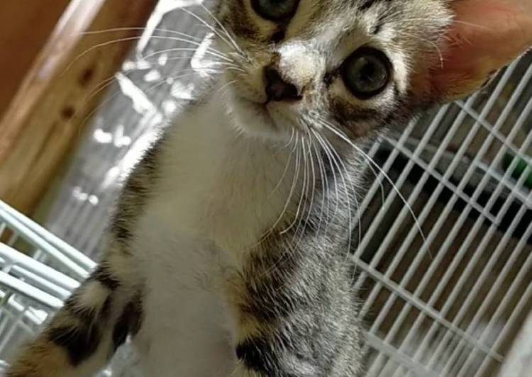 ラリック猫 ネコのクリスタル 里親募集 銀 ラリック猫 ネコのクリスタル 里親募集 銀
