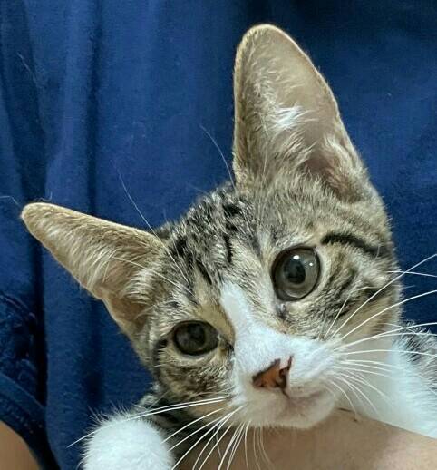 ラリックの猫 猫のクリスタル 里親募集 謹璽 ラリックの猫 猫のクリスタル 里親募集 謹璽 【公式通販】