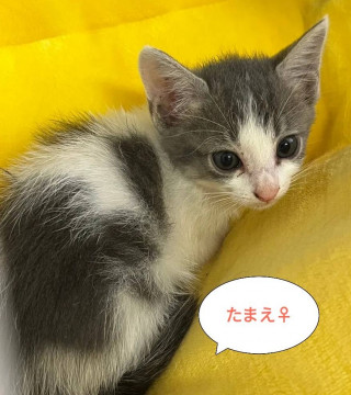 可愛いおめめの美人さん