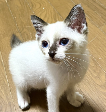 ブルーのお目目が可愛い子猫です♪
