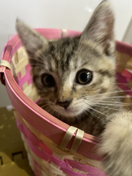 キジ猫きーちゃん♡