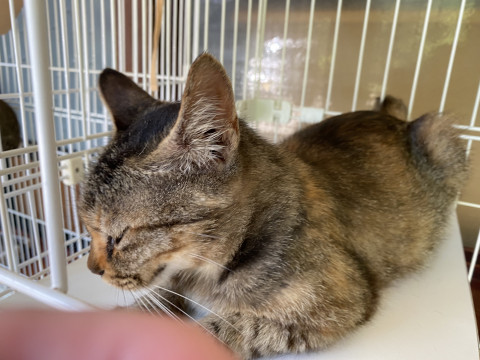 クール猫ちゃん