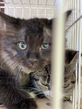 シャイな黒猫ちゃん