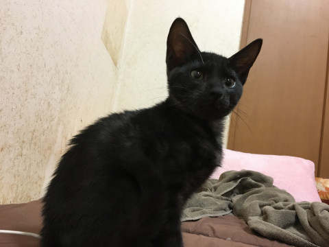 ちょっと長めな黒猫8/13募集ちゅー