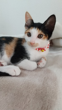 前髪ぱっつんのかわいいもちちゃん