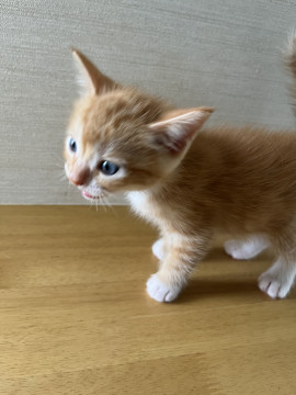 お耳の大きな子猫