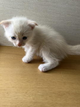 白い可愛い子猫