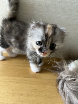 フワフワモコモコ