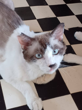 多頭飼育崩壊Aの子⑦青い目の♂人懐こい子