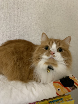 ラガマフィンの美猫ちゃん