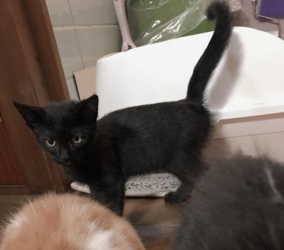 しっぽがきれいな黒猫ちゃん