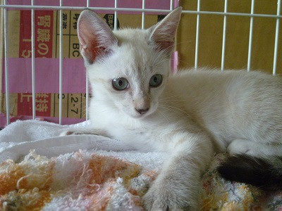 綺麗なブルーアイのシルバーポイント子猫!