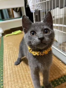人馴れ抜群☆ロシアンブルー似^. .^