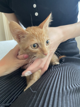 可愛すぎる茶トラ3ヶ月オス・ごんちゃん