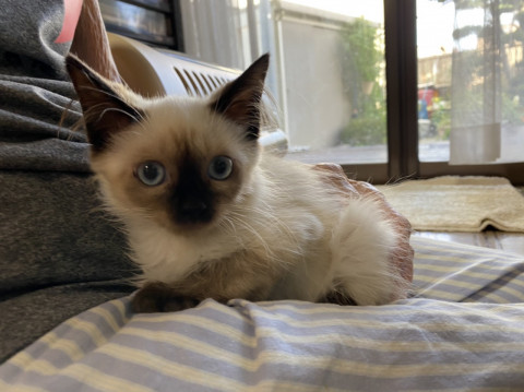 長毛?耳毛がふんわりシャム猫ちゃん