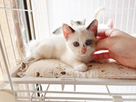 やんちゃで甘えた♪青い目の子猫