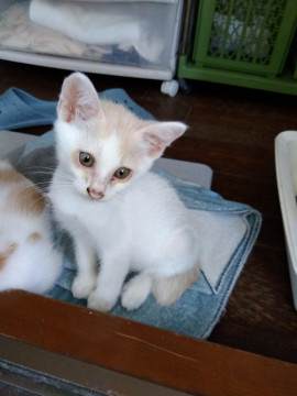 食いしん坊の猫ちゃん