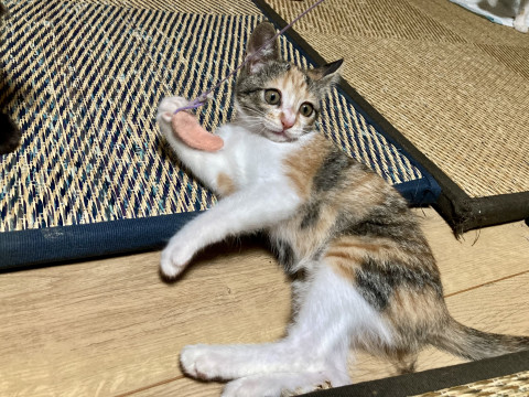 大きな瞳の可愛い三毛の子猫ちゃん