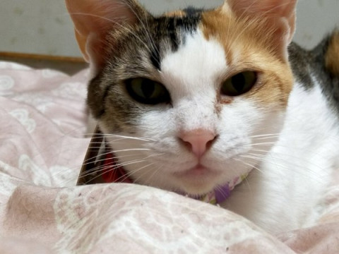 人が大好き? 三毛猫ちゃんの里親募集