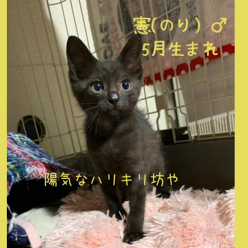 キュートな黒猫ちゃん